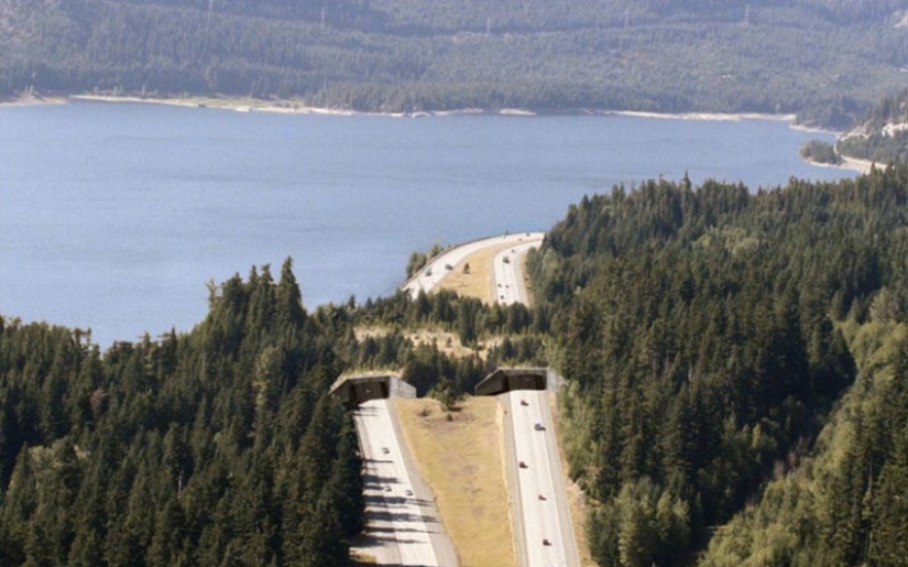 Pedestrian bridges for animals Pedestrian bridges for animals