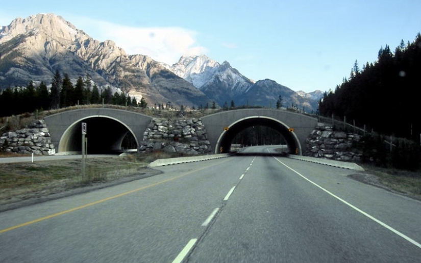 Pedestrian bridges for animals Pedestrian bridges for animals