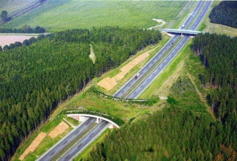 Pedestrian bridges for animals Pedestrian bridges for animals