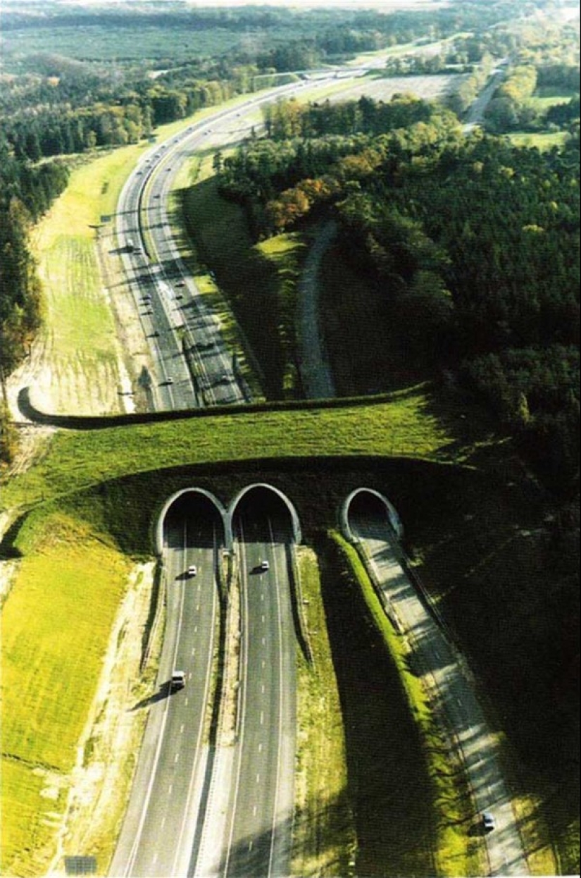 Pedestrian bridges for animals Pedestrian bridges for animals