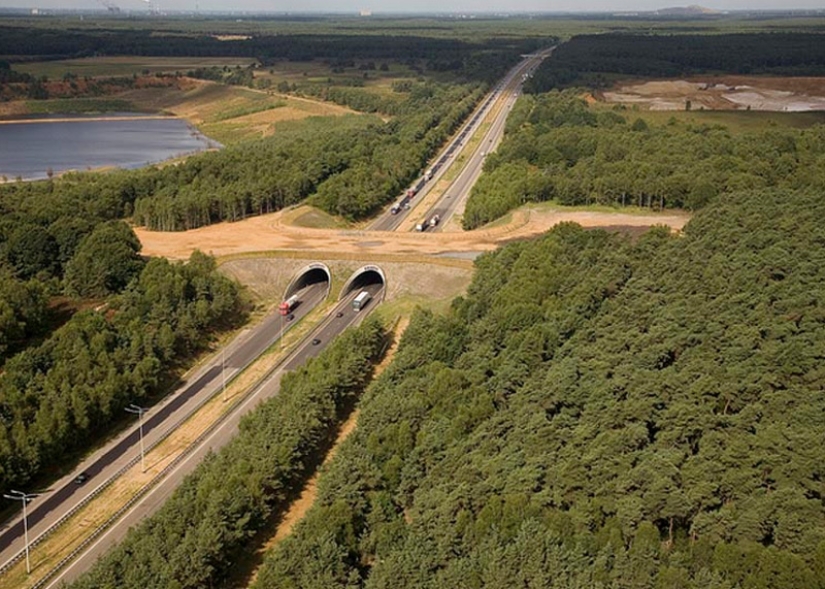 Pedestrian bridges for animals Pedestrian bridges for animals