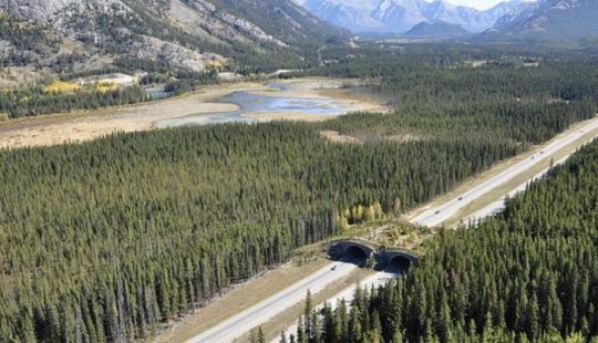 Pedestrian bridges for animals Pedestrian bridges for animals