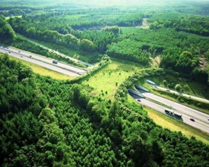 Pedestrian bridges for animals Pedestrian bridges for animals
