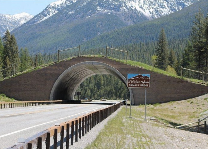 Pedestrian bridges for animals Pedestrian bridges for animals