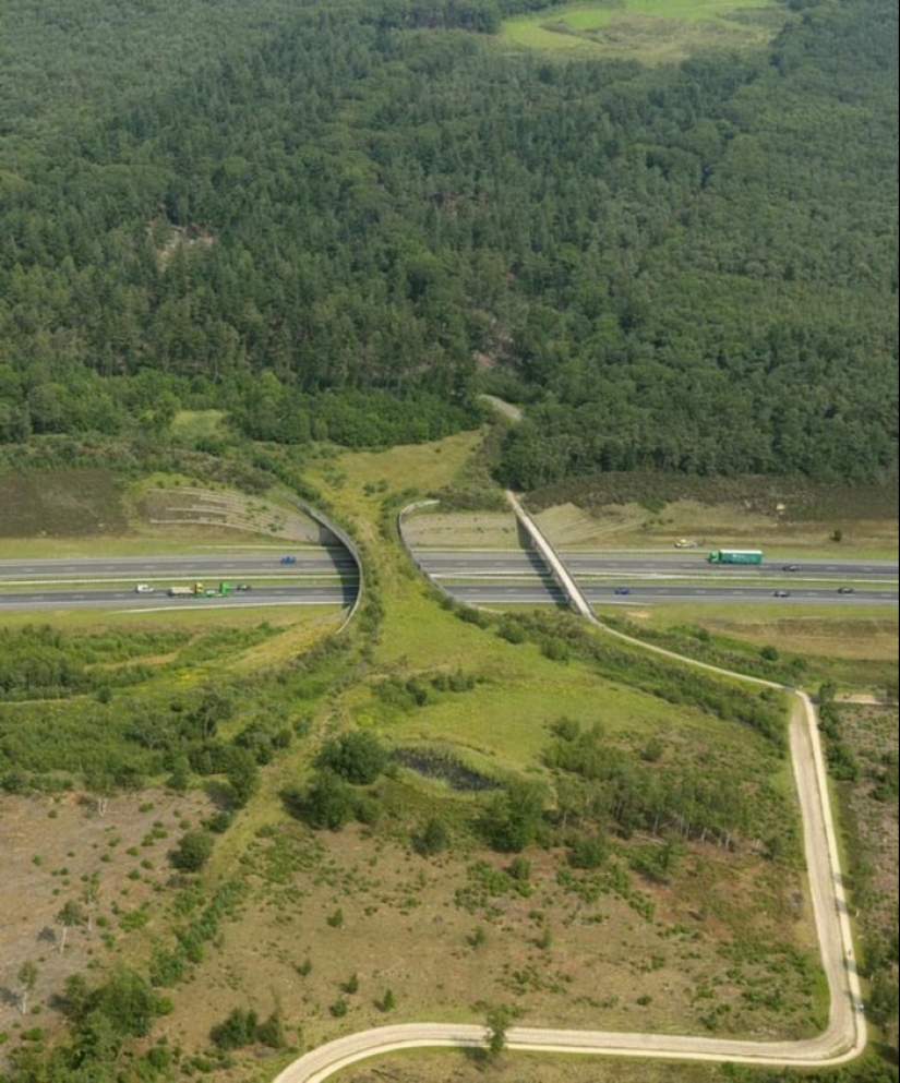 Pedestrian bridges for animals Pedestrian bridges for animals