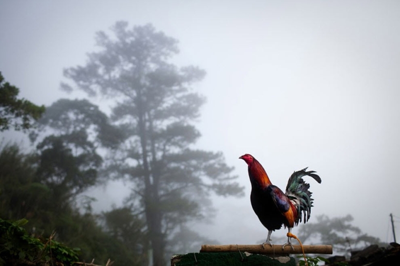 Peleas de gallos en Filipinas