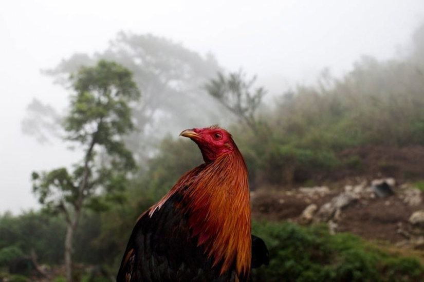Peleas de gallos en Filipinas