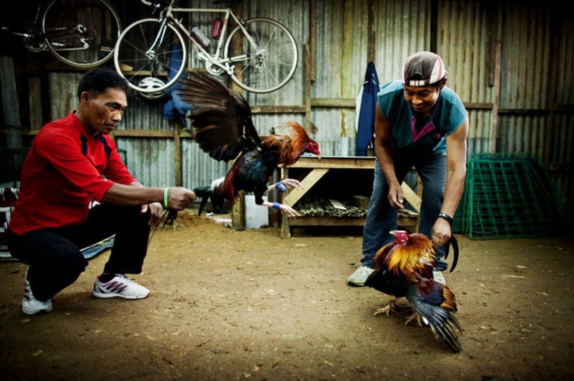 Peleas de gallos en Filipinas