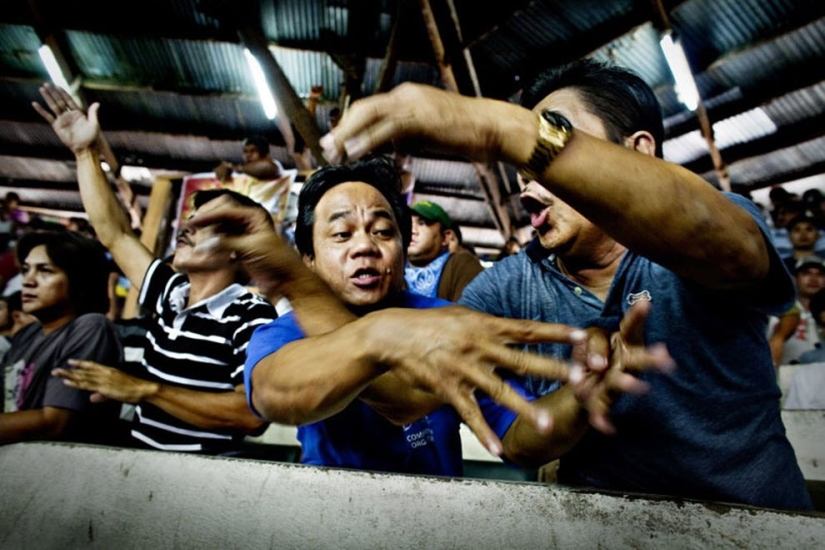Peleas de gallos en Filipinas