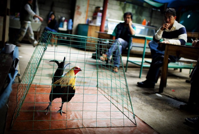 Peleas de gallos en Filipinas