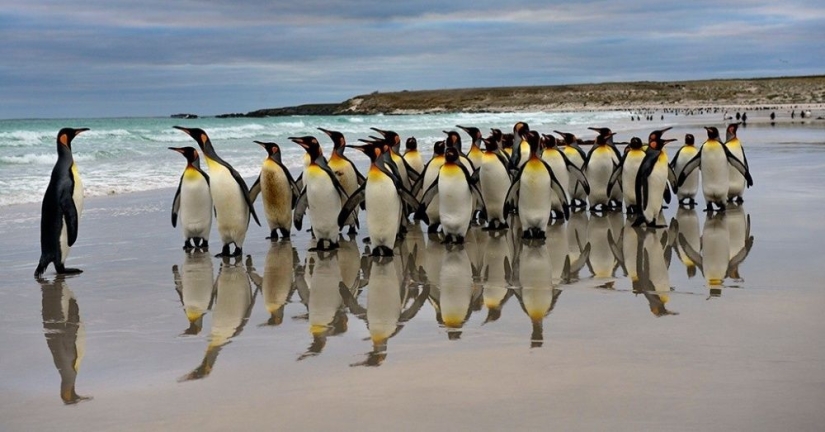 Penguins are swallows that ate after six Penguins are swallows that ate after six
