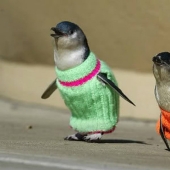 Penguins in sweaters Penguins in sweaters