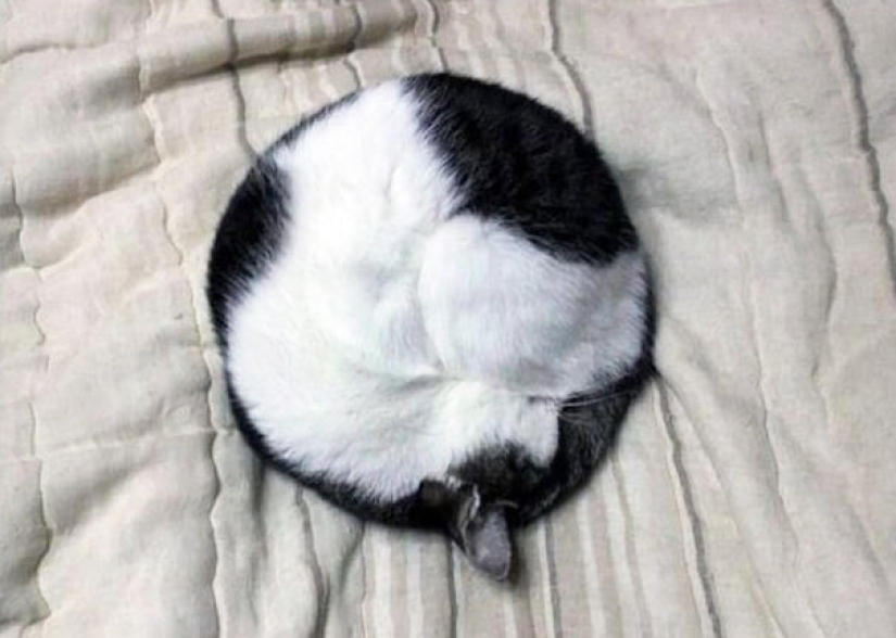 Perfectionists with love: 22 photos where everything is perfect Perfectionists with love: 22 photos where everything is perfect