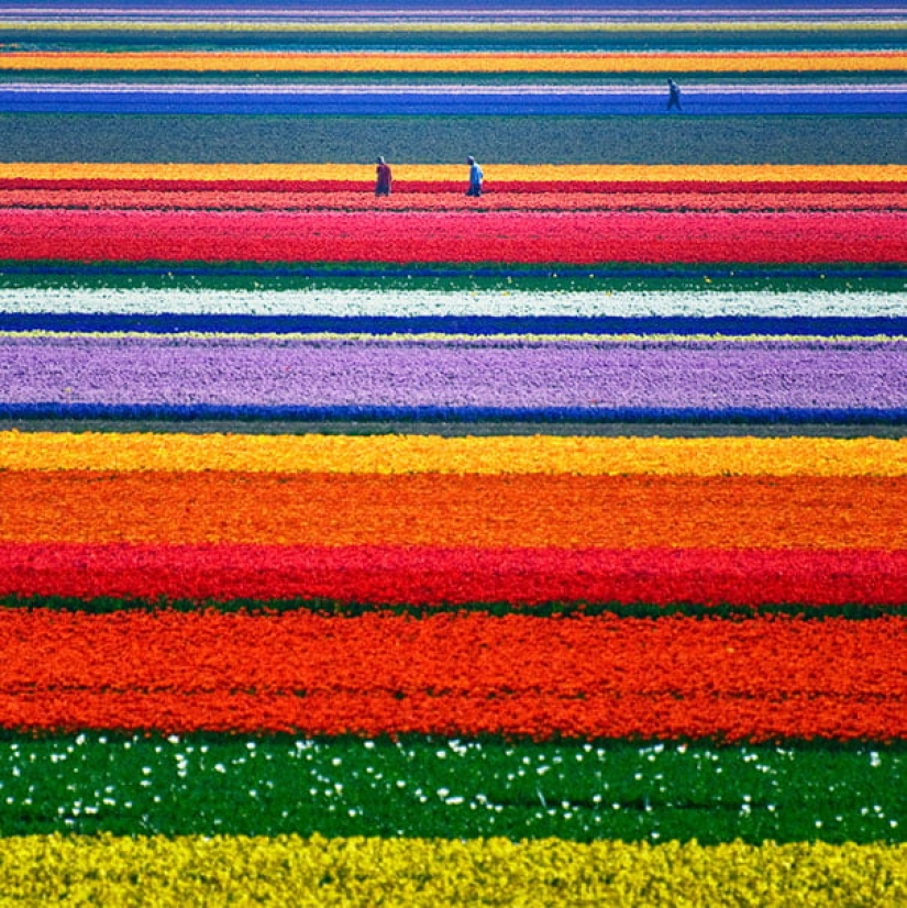 Perfectionists with love: 22 photos where everything is perfect Perfectionists with love: 22 photos where everything is perfect