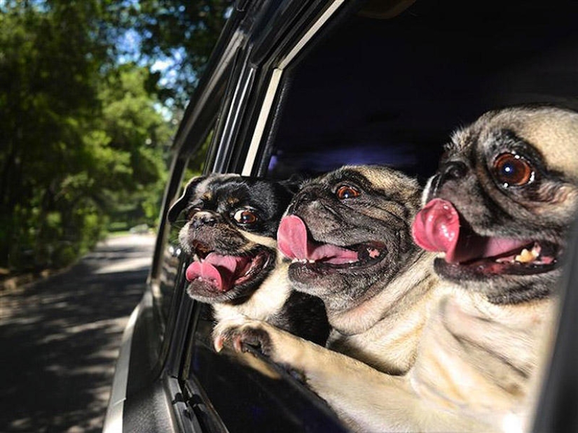 Perros en los coches