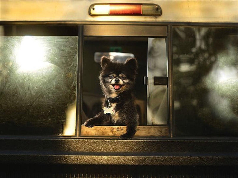 Perros en los coches