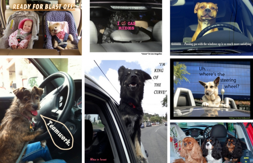 Perros en los coches