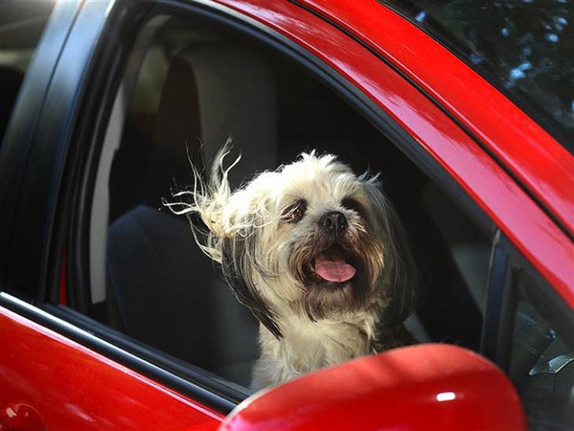 Perros en los coches