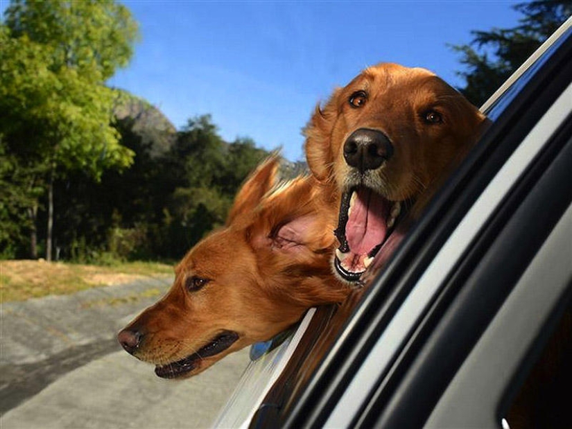 Perros en los coches