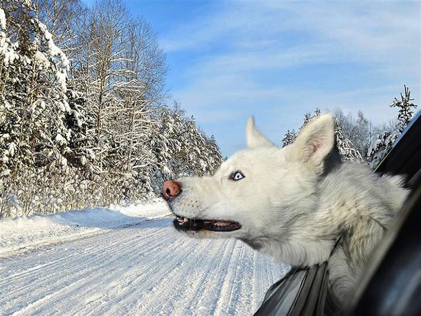 Perros en los coches