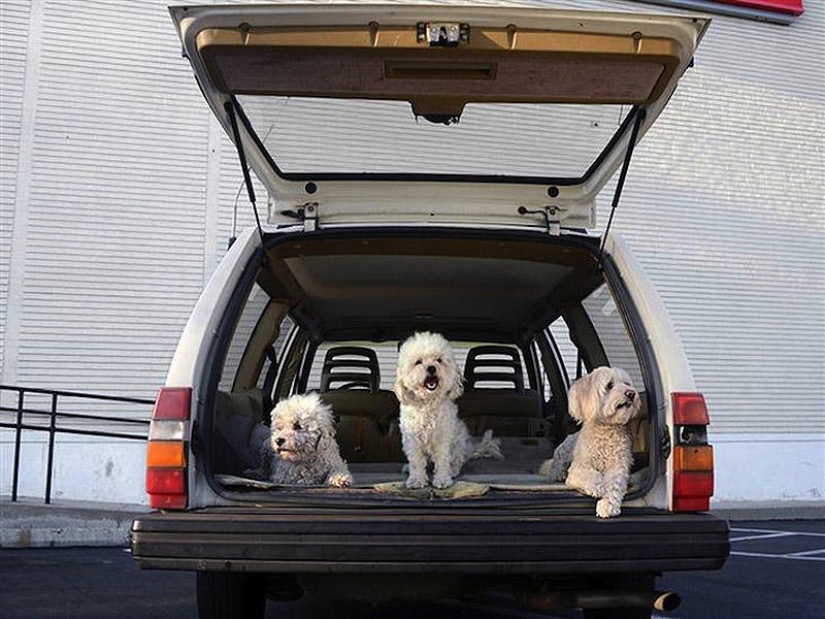 Perros en los coches