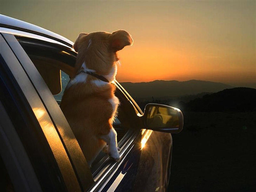 Perros en los coches
