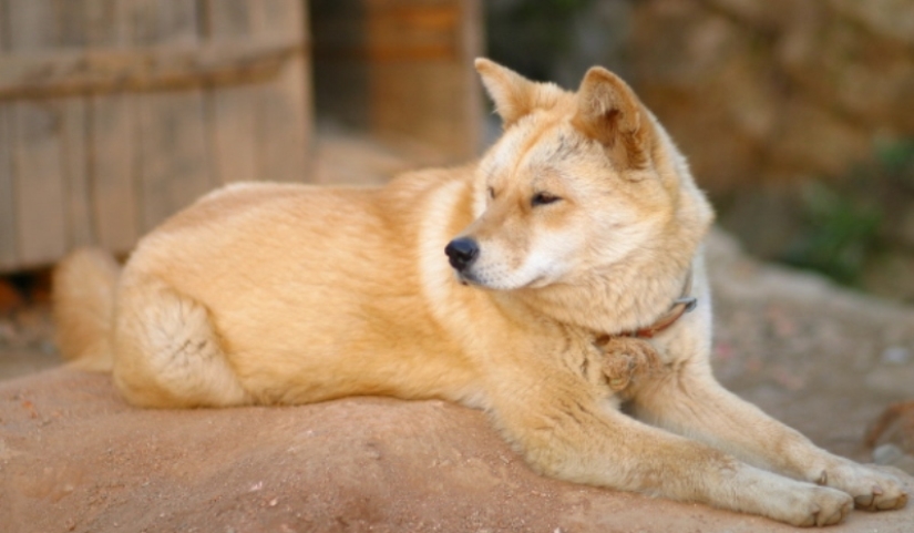 Perros Nureong: no son amigos para un coreano, sino solo comida Perros Nureong: no son amigos para un coreano, sino solo comida