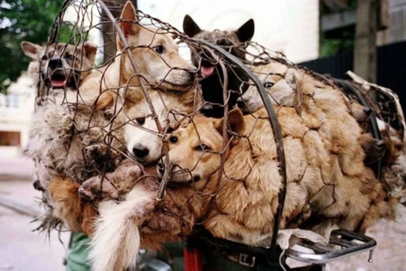 Perros Nureong: no son amigos para un coreano, sino solo comida Perros Nureong: no son amigos para un coreano, sino solo comida