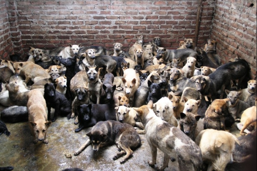 Perros Nureong: no son amigos para un coreano, sino solo comida Perros Nureong: no son amigos para un coreano, sino solo comida