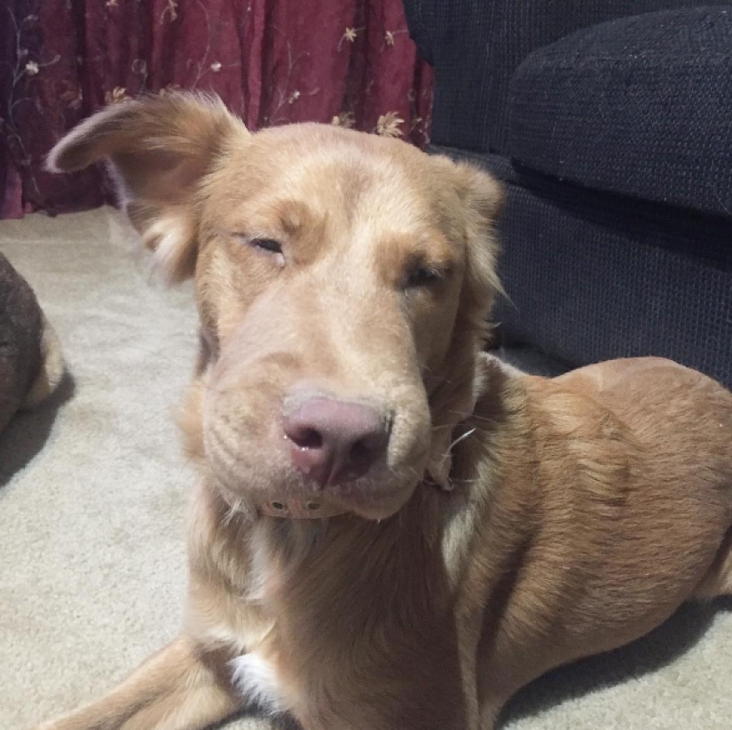 Perros que se comieron una abeja y lo lamentan mucho