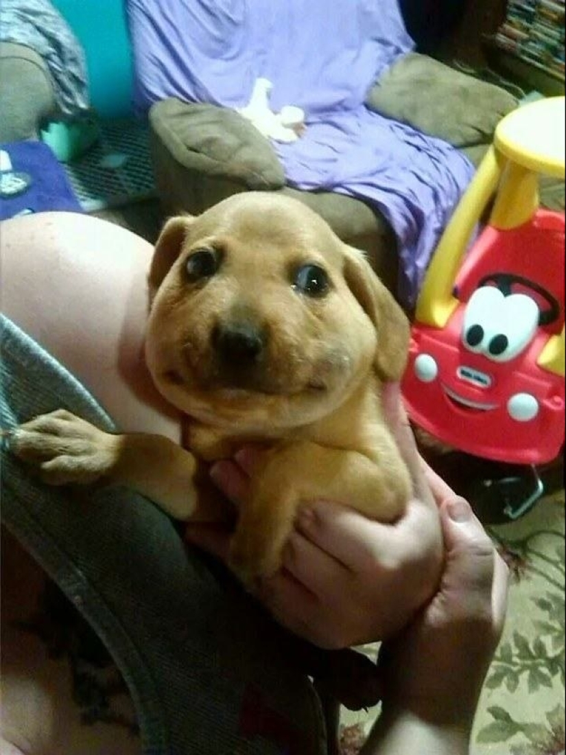 Perros que se comieron una abeja y lo lamentan mucho