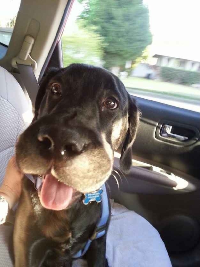 Perros que se comieron una abeja y lo lamentan mucho
