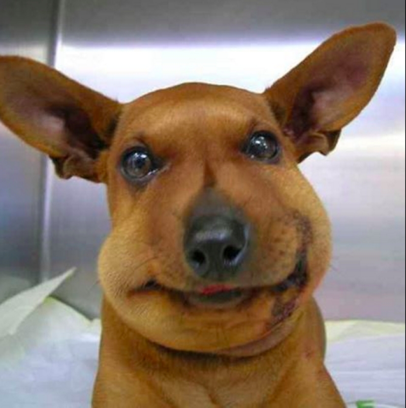Perros que se comieron una abeja y lo lamentan mucho