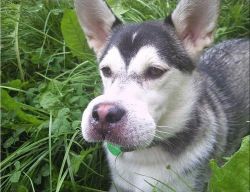 Perros que se comieron una abeja y lo lamentan mucho