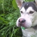 Perros que se comieron una abeja y lo lamentan mucho Perros que se comieron una abeja y lo lamentan mucho