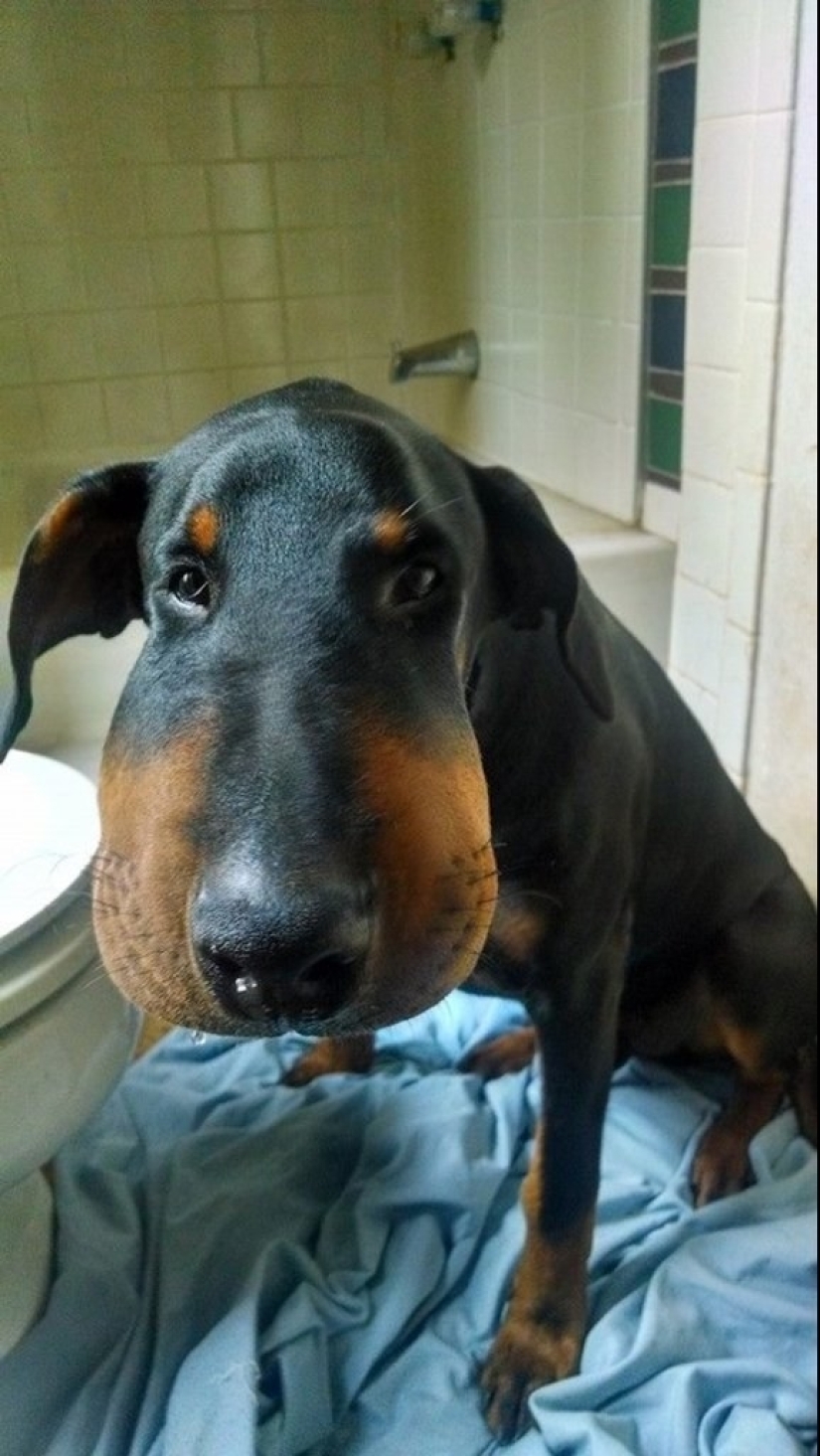 Perros que se comieron una abeja y lo lamentan mucho