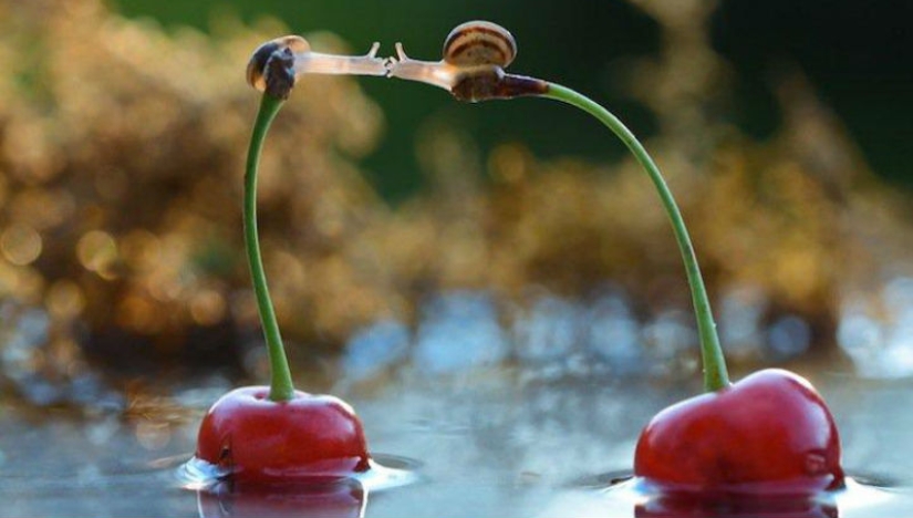 Personal life of snails