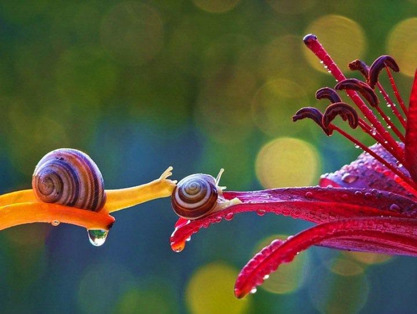 Personal life of snails