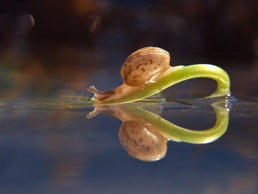 Personal life of snails
