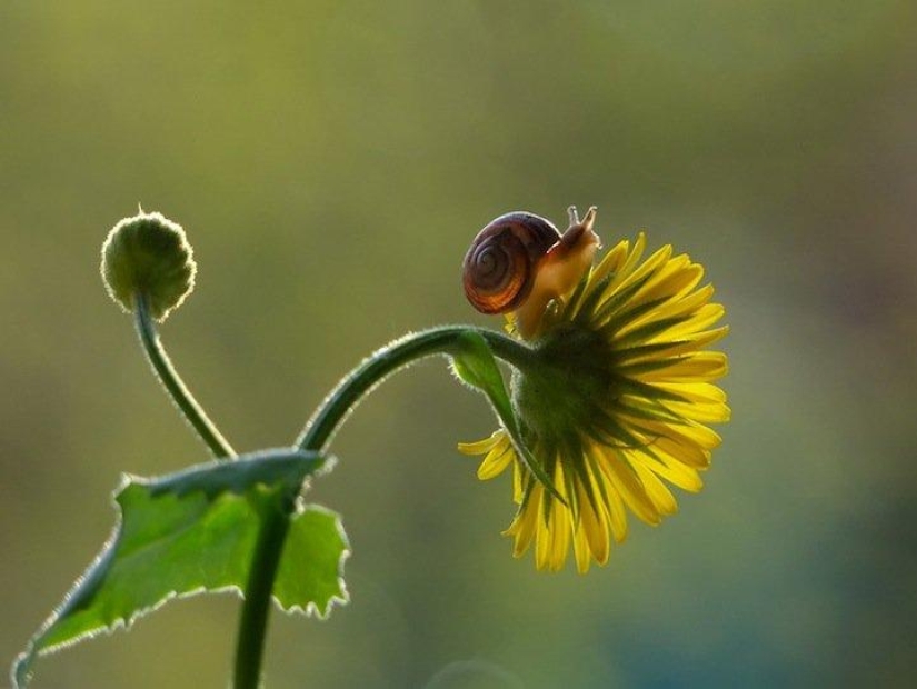 Personal life of snails