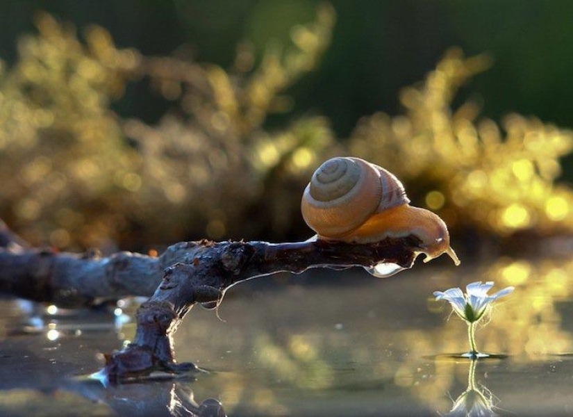 Personal life of snails