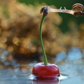 Personal life of snails Personal life of snails