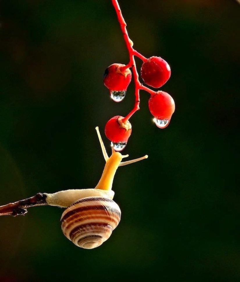 Personal life of snails