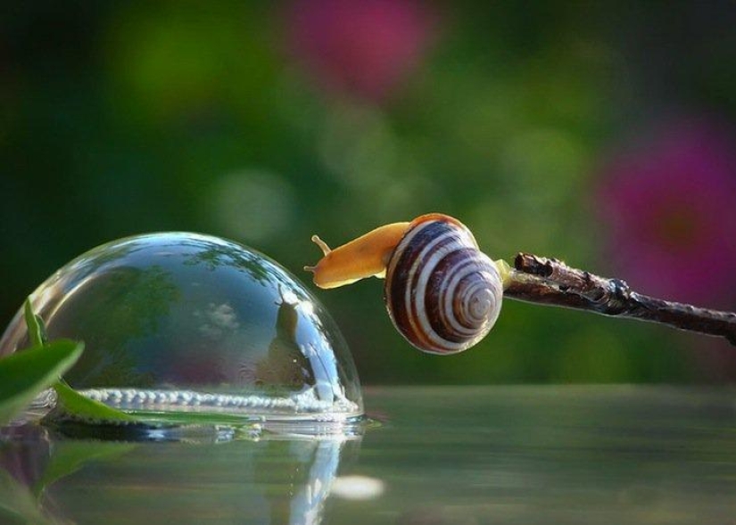 Personal life of snails