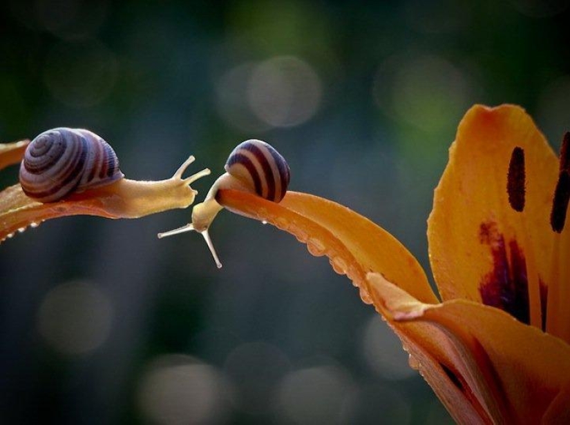 Personal life of snails