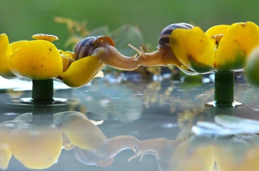 Personal life of snails