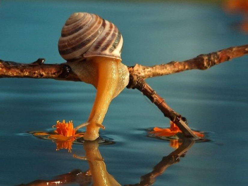 Personal life of snails