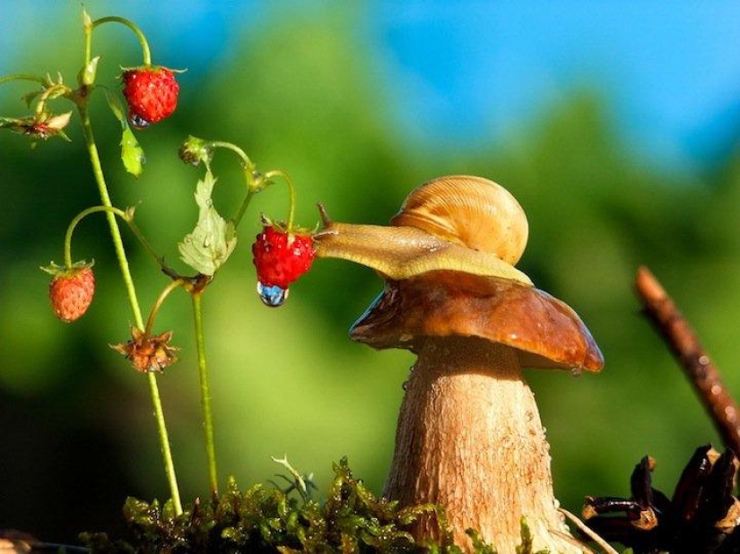 Personal life of snails