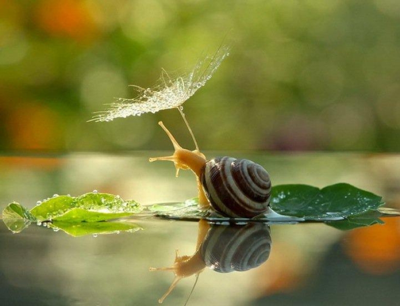 Personal life of snails