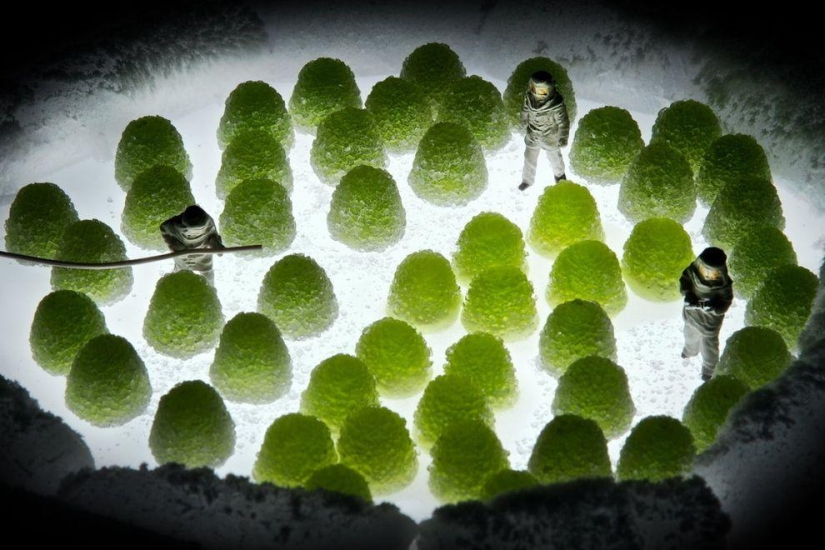 Personas en el universo comestible